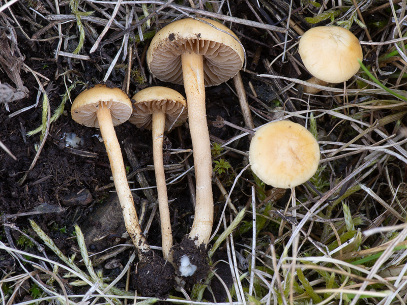Agrocybe pediades Agrocybe pediades